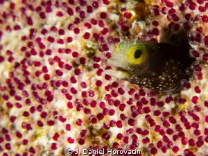 Spinyhead Blenny in a blanket of Sargent Major eggs. by J. Daniel Horovatin 